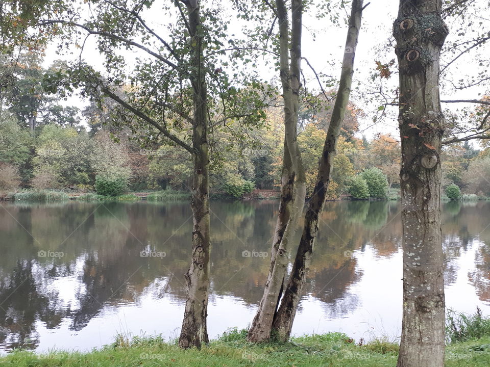 Tree, Nature, Landscape, Wood, Water