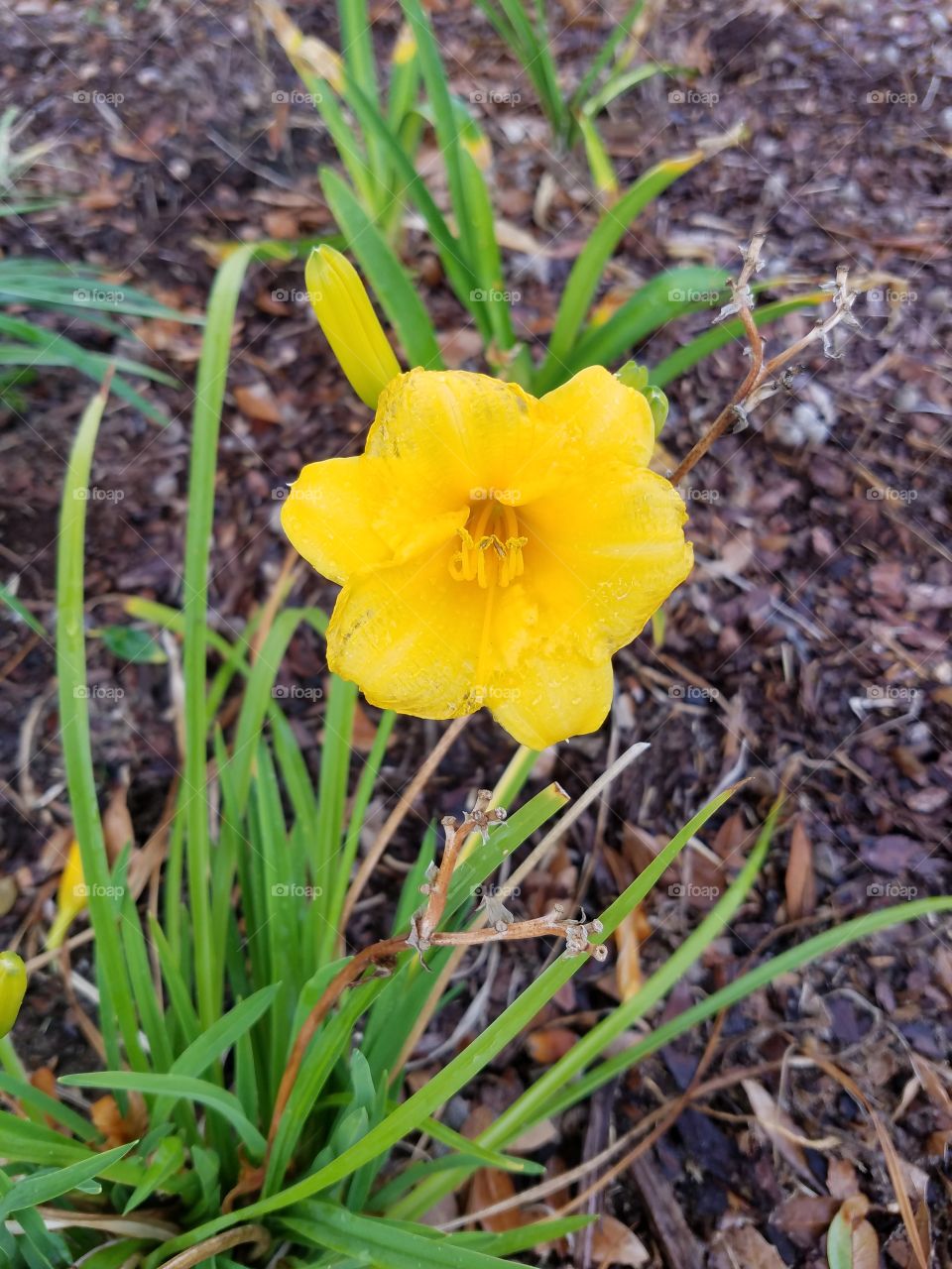 yellow  flower