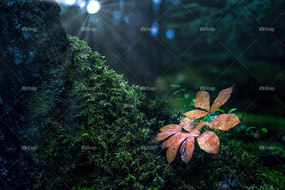 Dogwood leaves, Cornus canadensis, on moss during autumn, illuminated by a sun ray, horizontal 