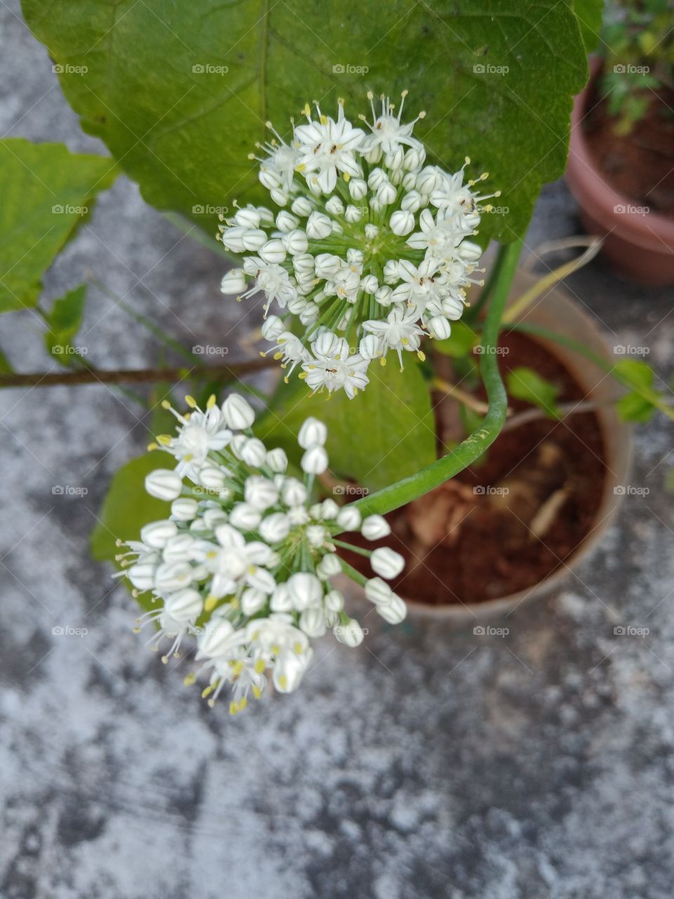 onion flowers in a pot