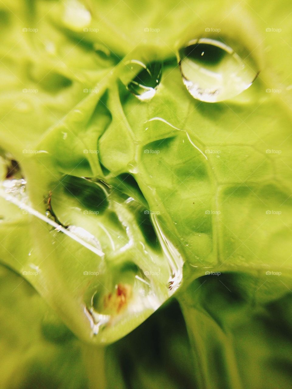 Water drops on lettuce