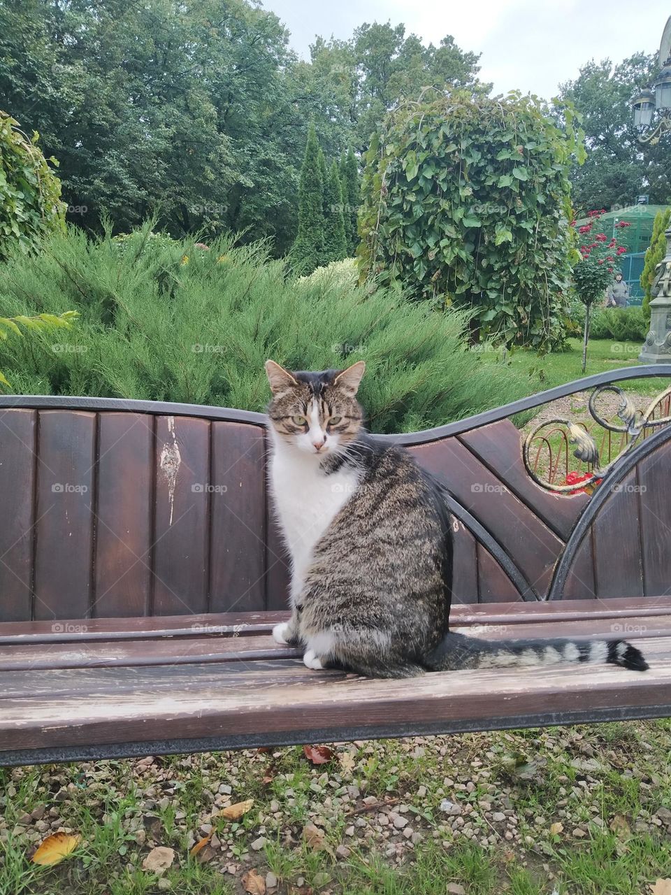 A cat. Bench. Nature. Beauty.