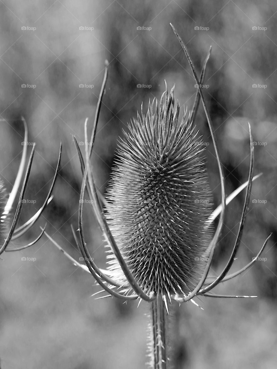 In close on the multitudes of sharp needles on Scotch Thistle, a noxious weed found in Central Oregon on a sunny summer afternoon. 
