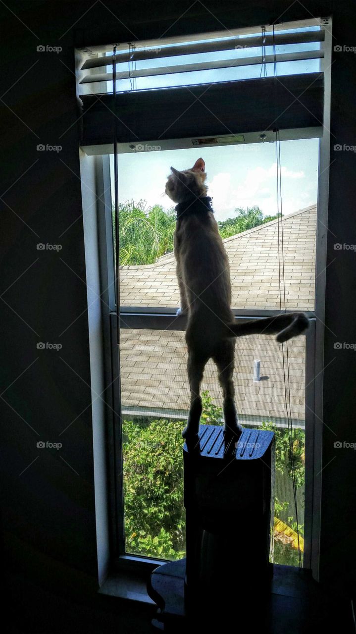 Looking Out the Window