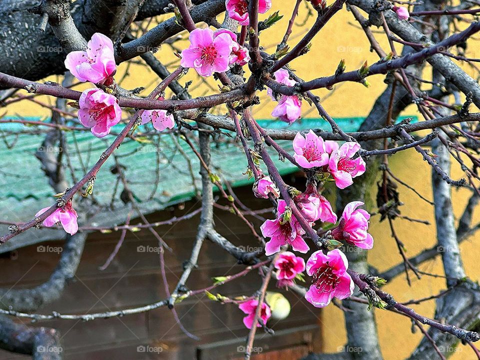 Spring.  An old peach tree blooms with large bright pink flowers.