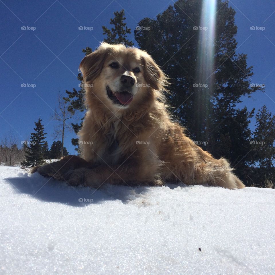 A dog sitting on snow
