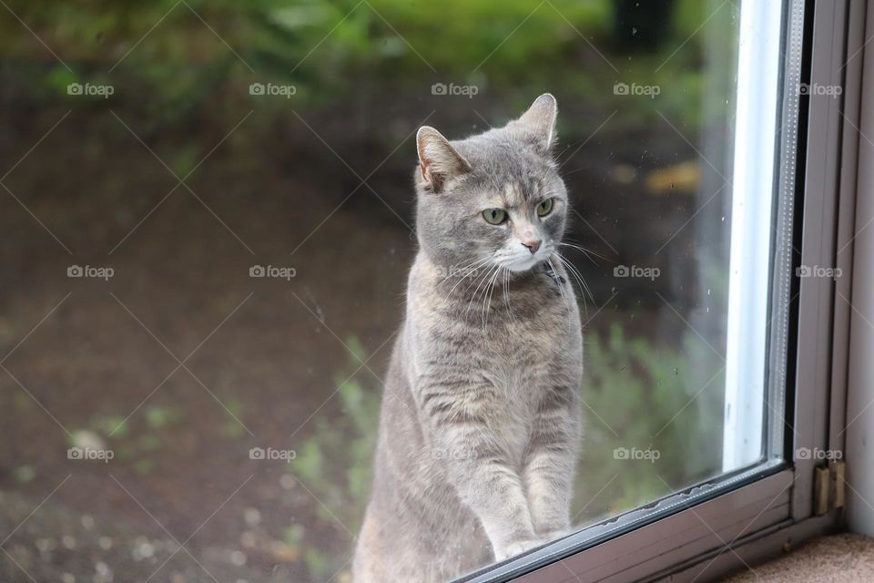 Can on a window