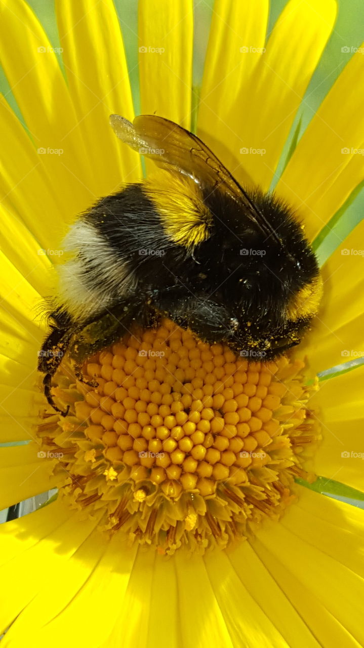 Bee on yellow sunflower