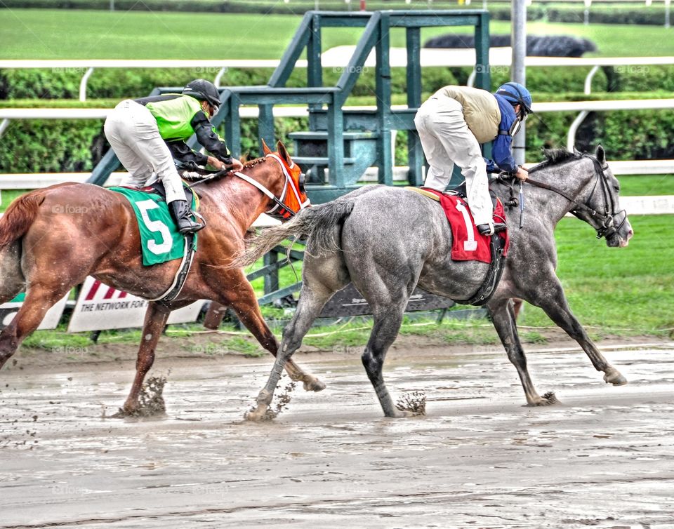 Racing from Saratoga. Racing from Saratoga during the Adirondack rain storms. These two thoroughbreds just crossed the finishline. 