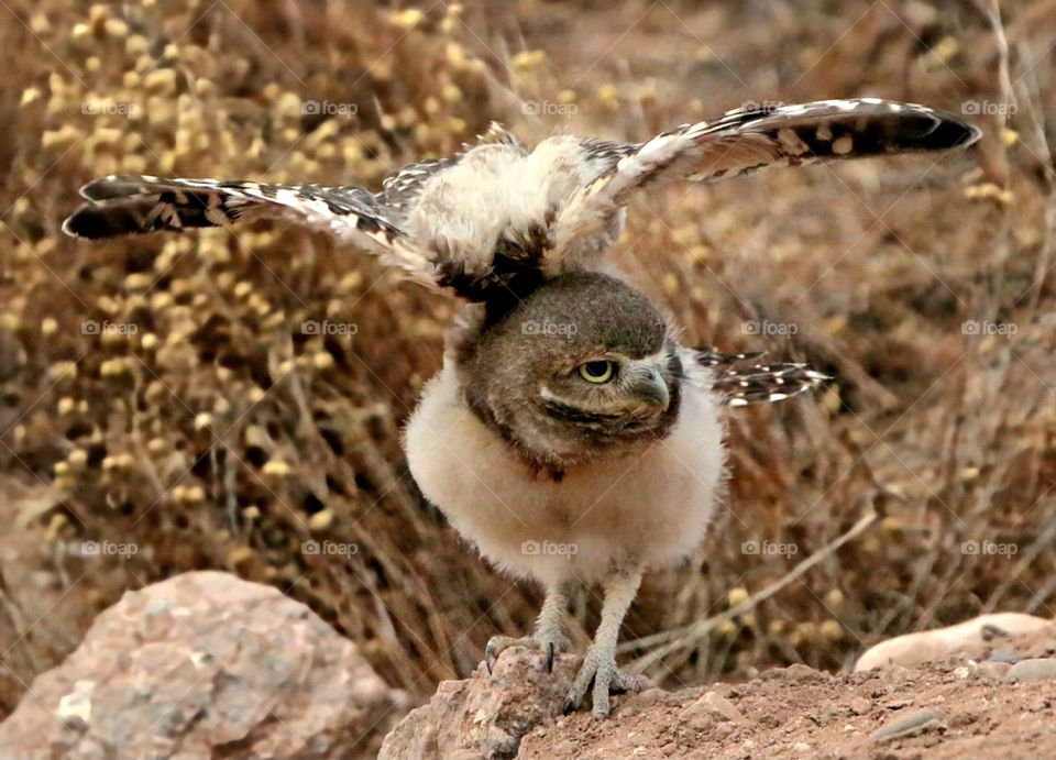 Juvenile Burrowing Owl Stretching Wings