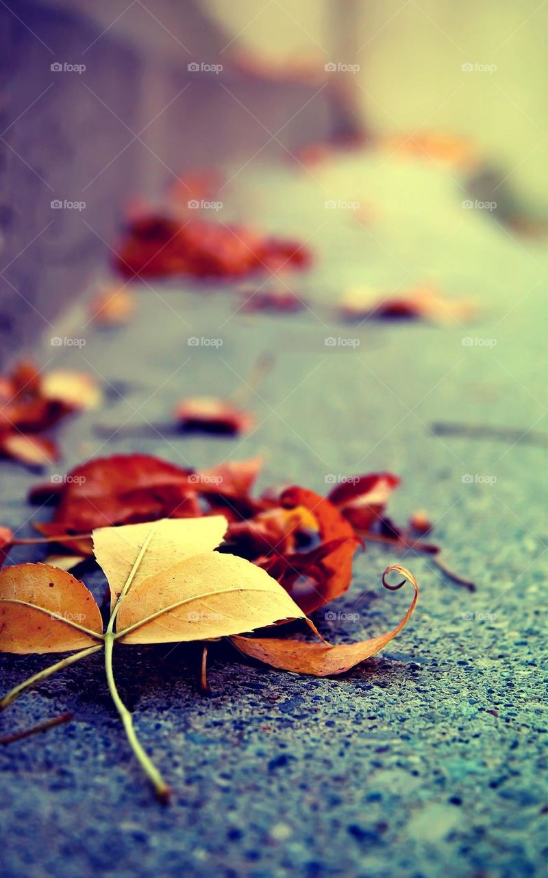 A picture of a beautiful leaf