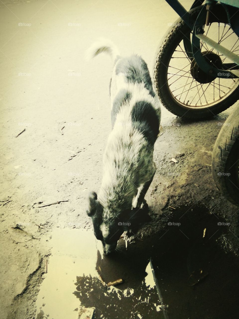 dog,1dog,A great photo,a photo for everyone,a memorable photo,a no.  photo,a photo to cherish,a beautiful photo,a great photo for the best people,an evergreen photo,a photo to remember for years, the best result of great photography