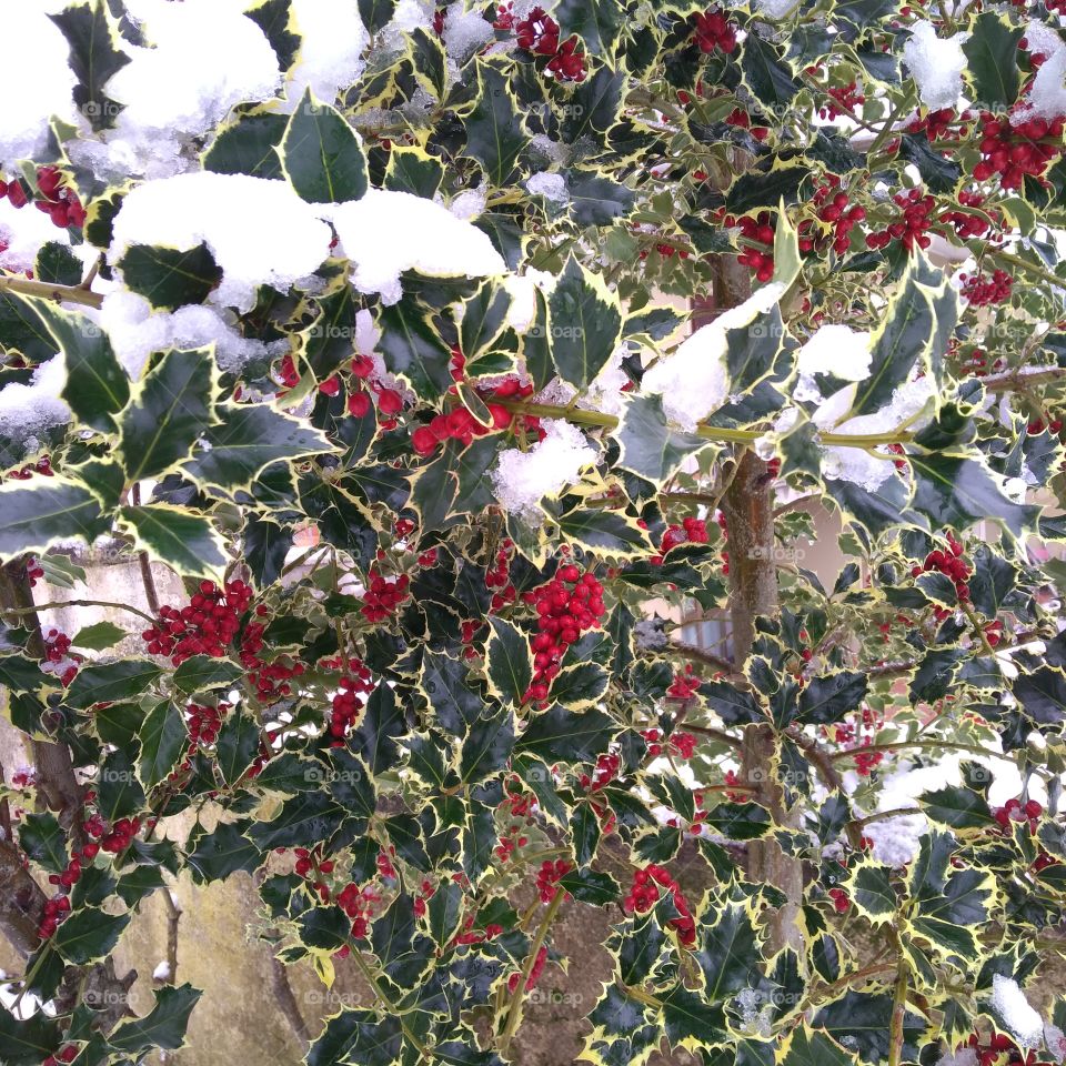 Ilex Aquifolium and snow