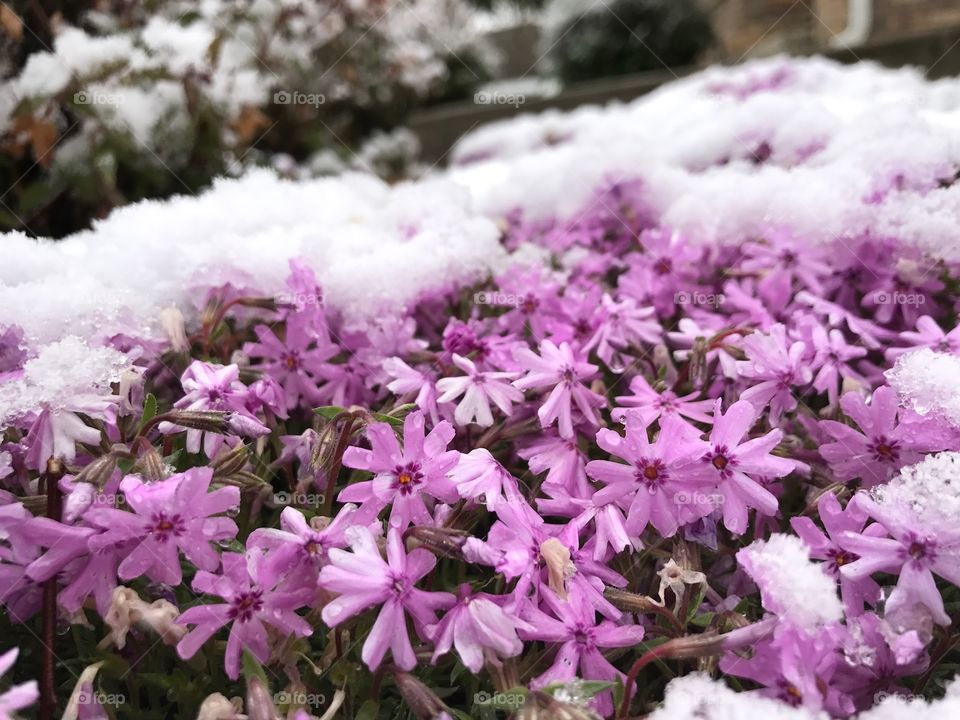 Spring breaks through