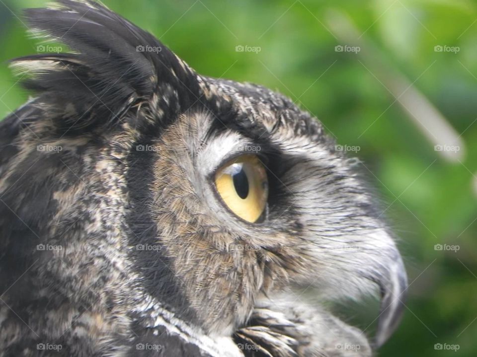 Wise Ole Owl