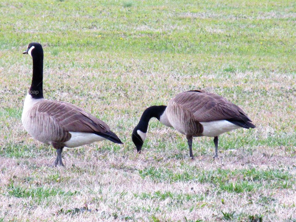 grazing geese