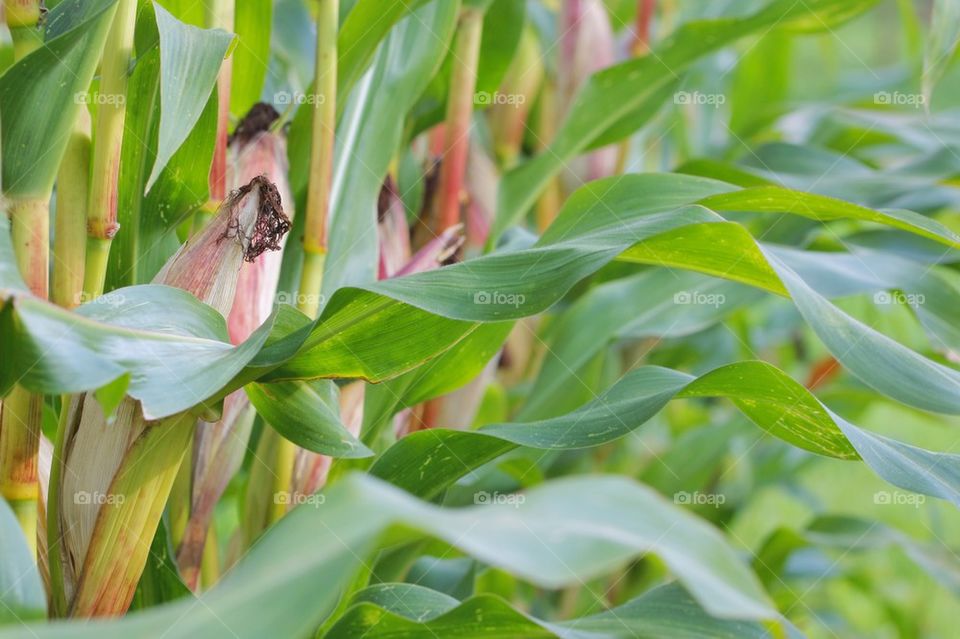 Corn Crop