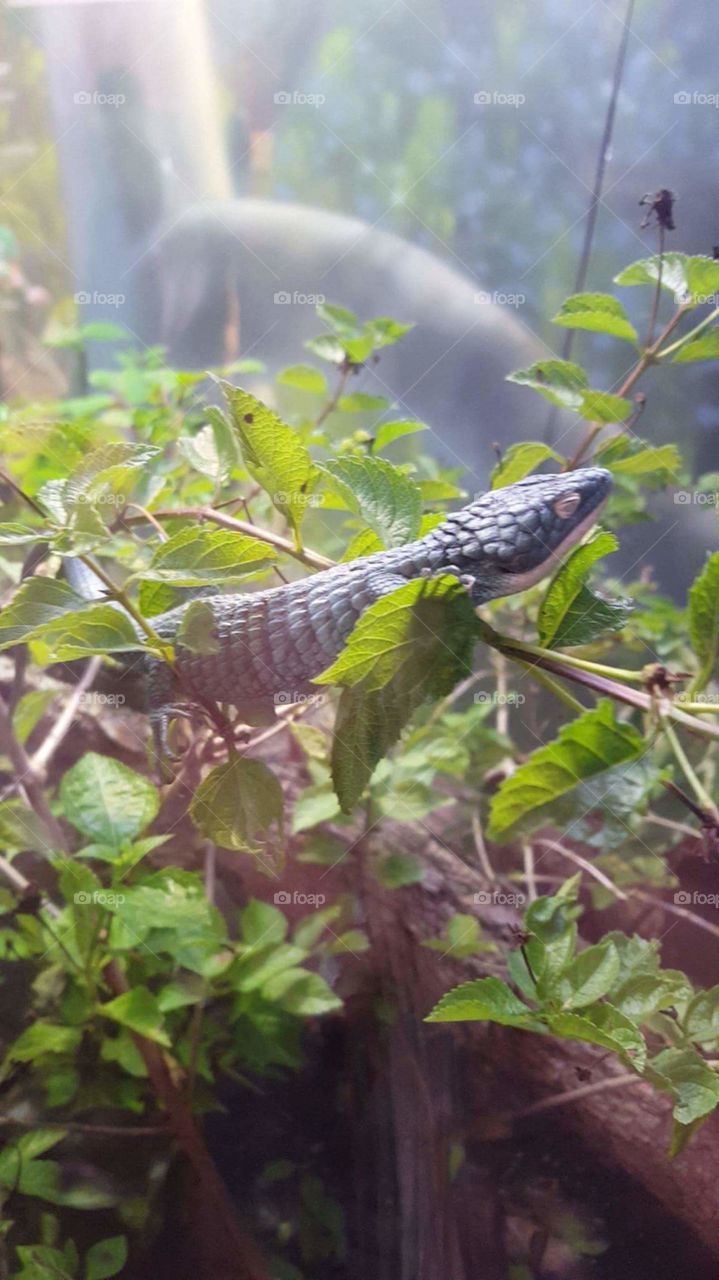 Lizard at the local zoo