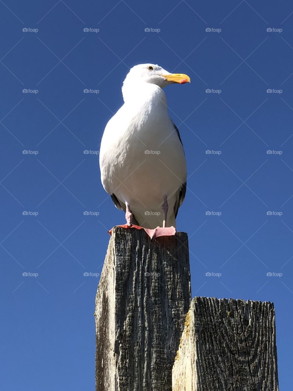 Seagull