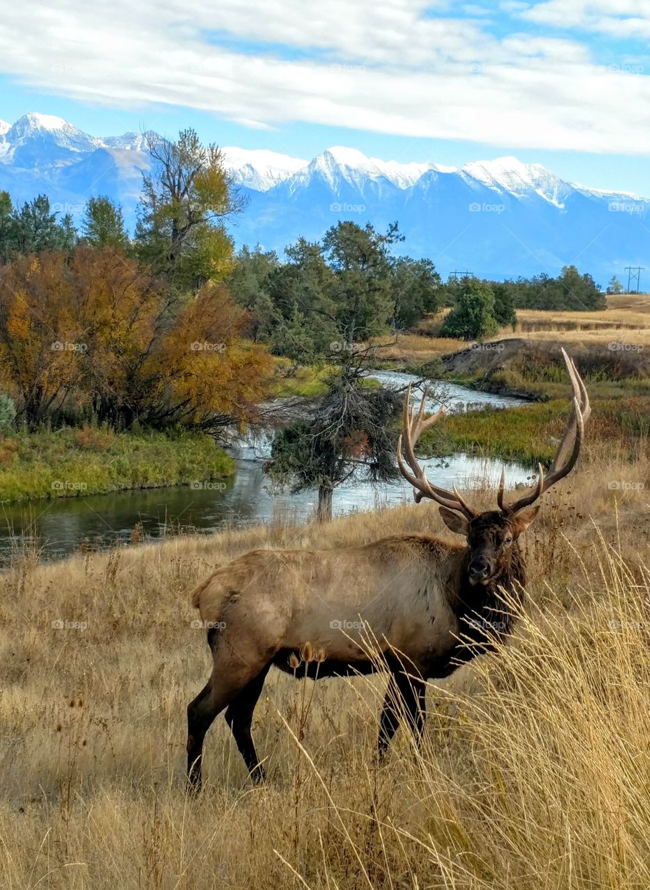 elk