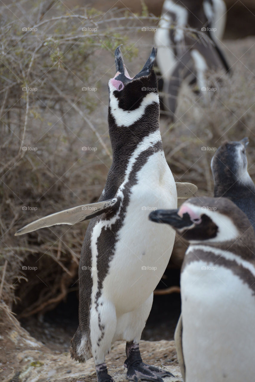 Singing penguin