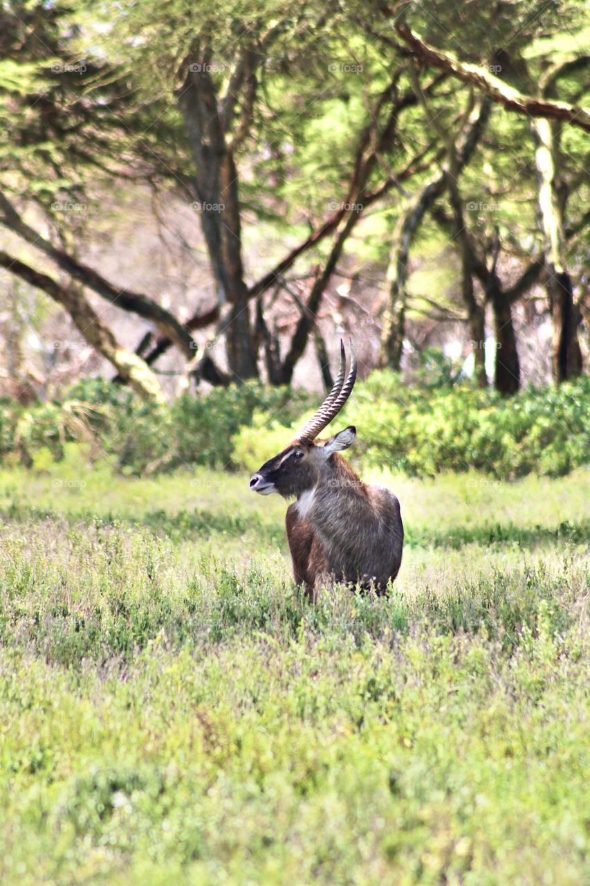 Side profile of a waterbuck 