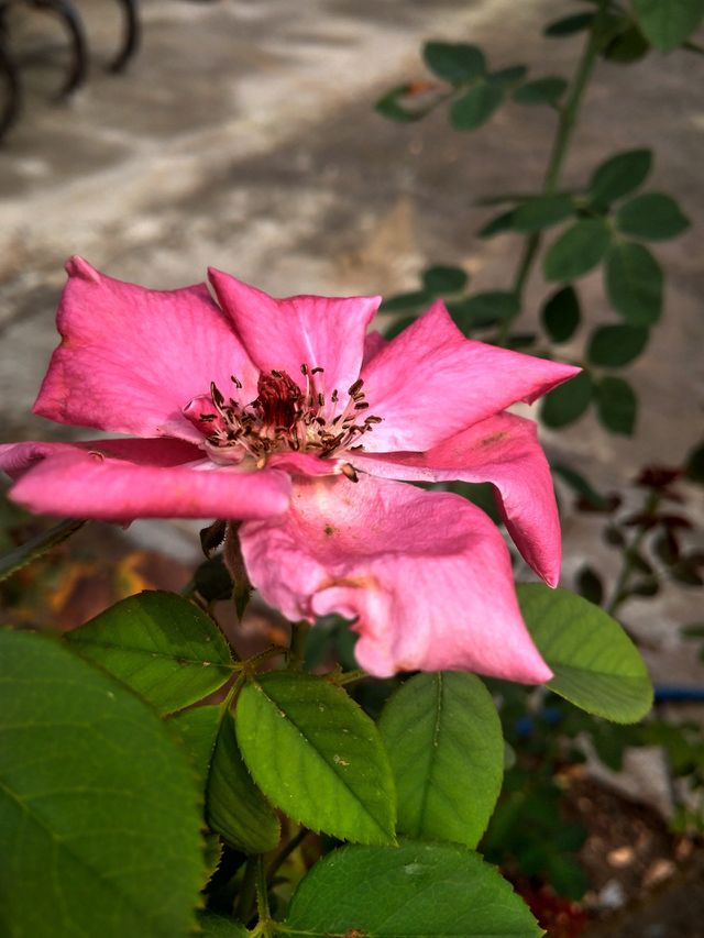 Pink rose