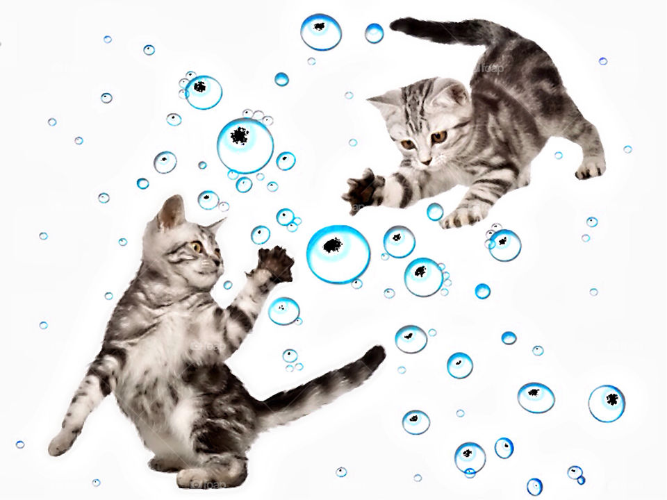 art bubble cat wallpaper by tinasha