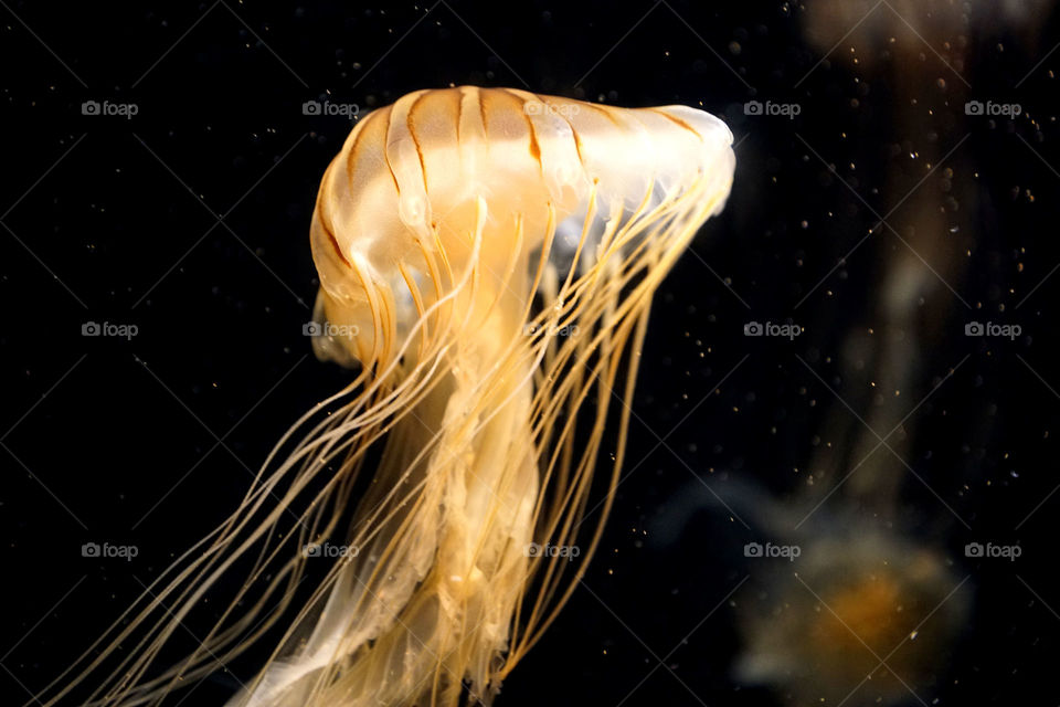 Jelly fish 