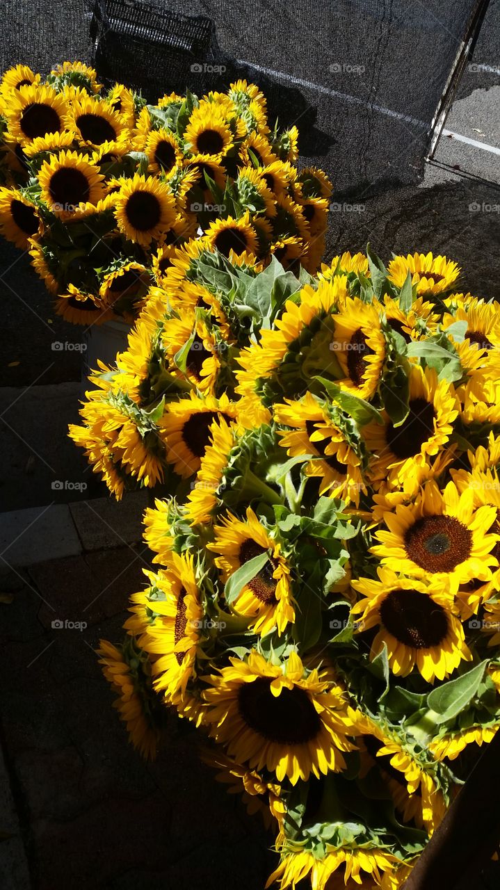 Beautiful flowers sunflowers bunches farmer’s market
