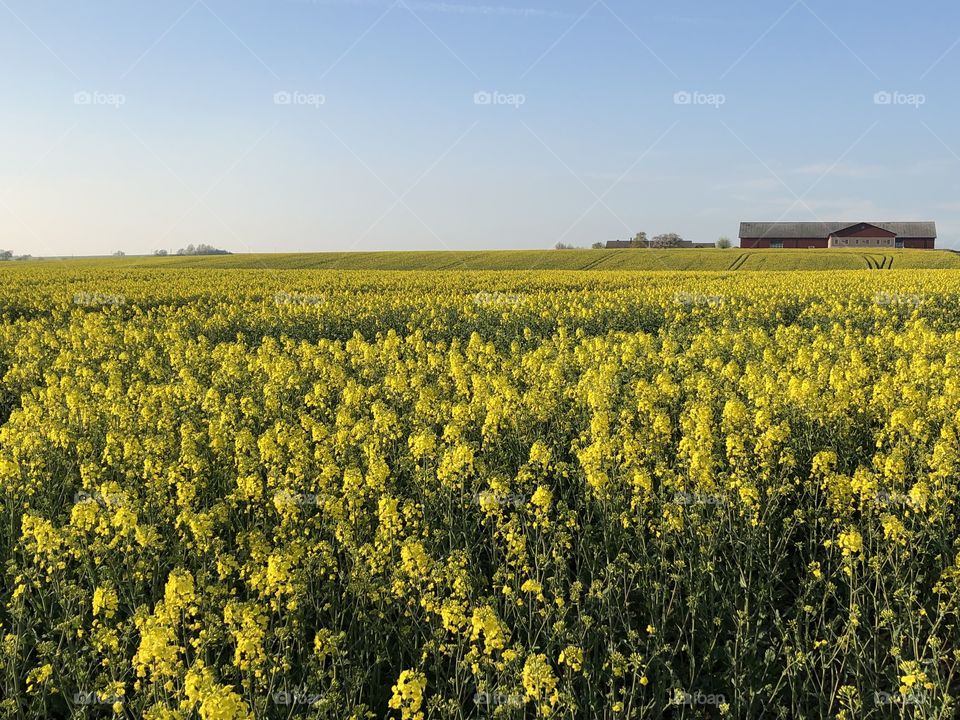 Spring in Skåne, Sweden