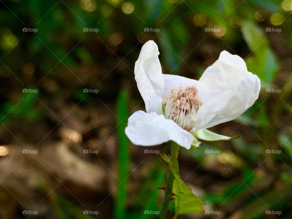Macro berry bloom 