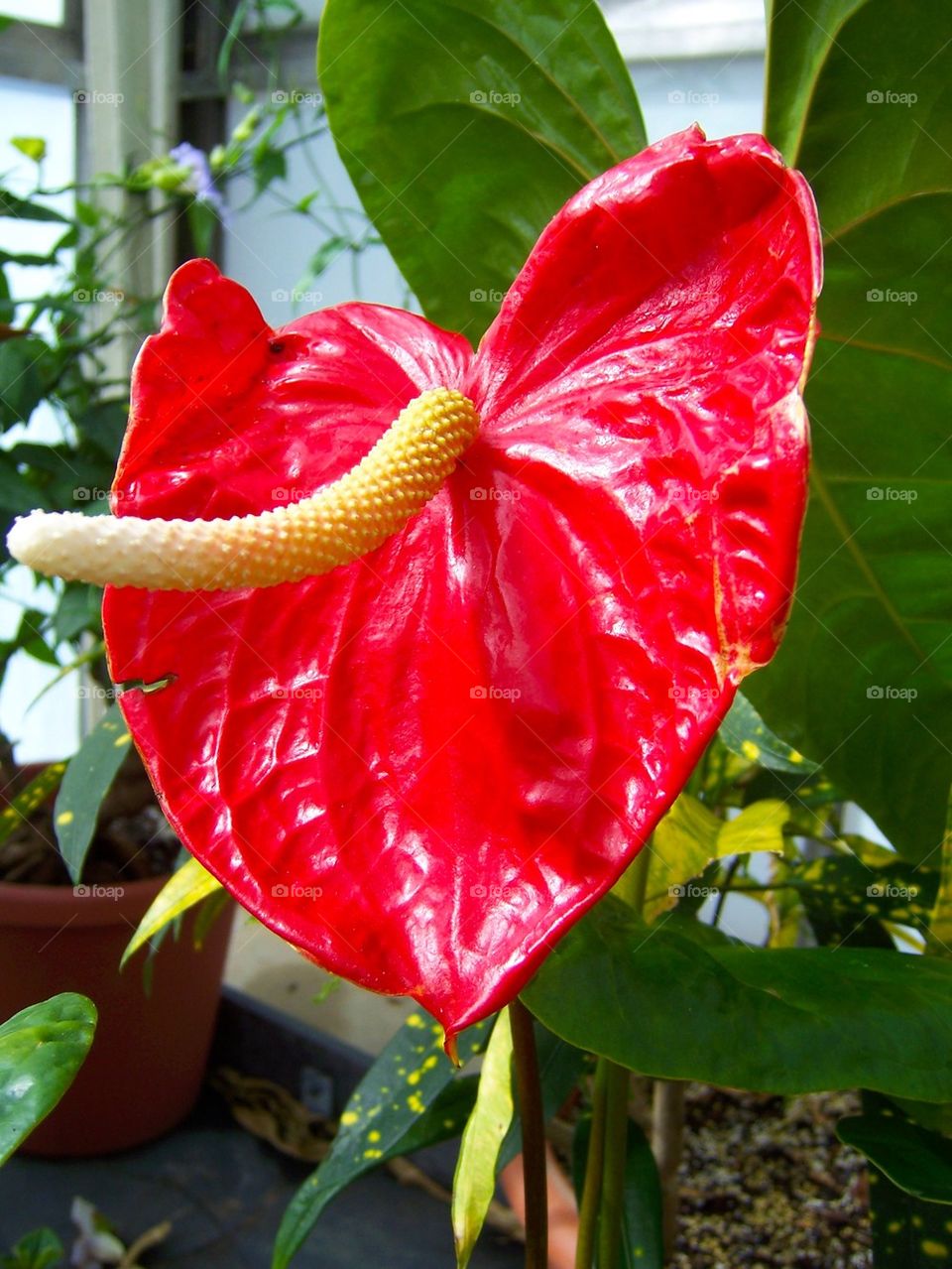 Anthurium
