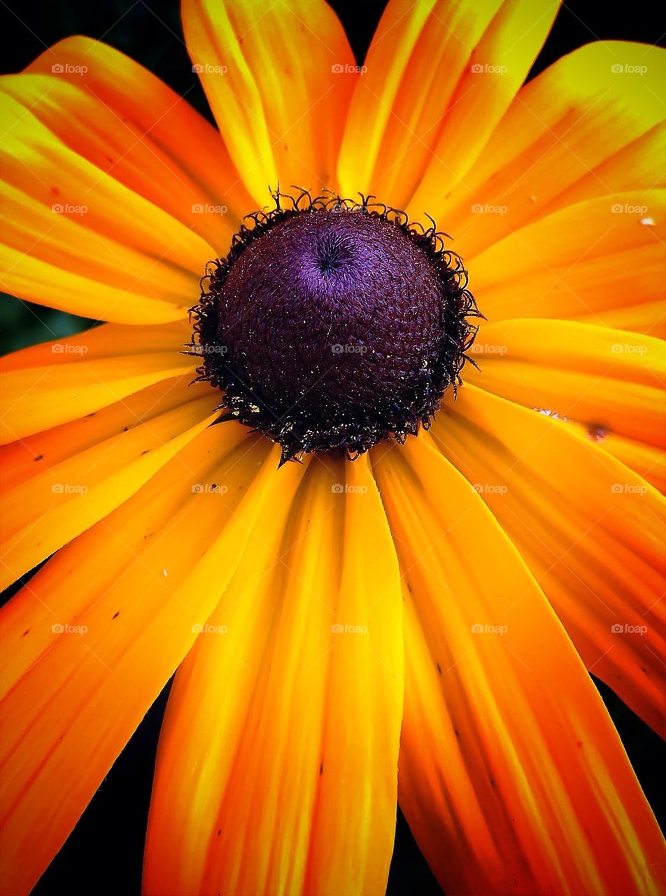 Цветы лета...