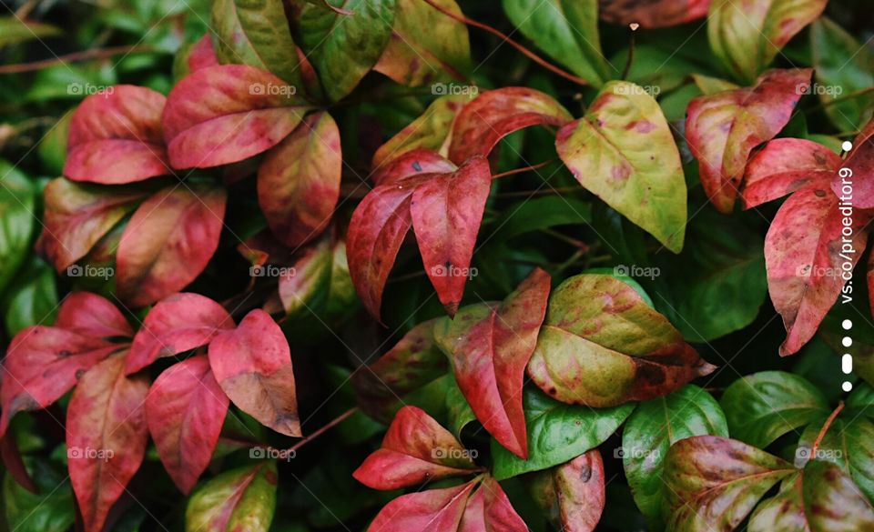 Leaves changing colors to a vibrant red