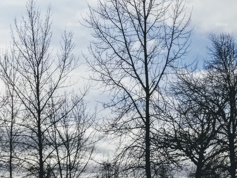 trees against a cloudy sky