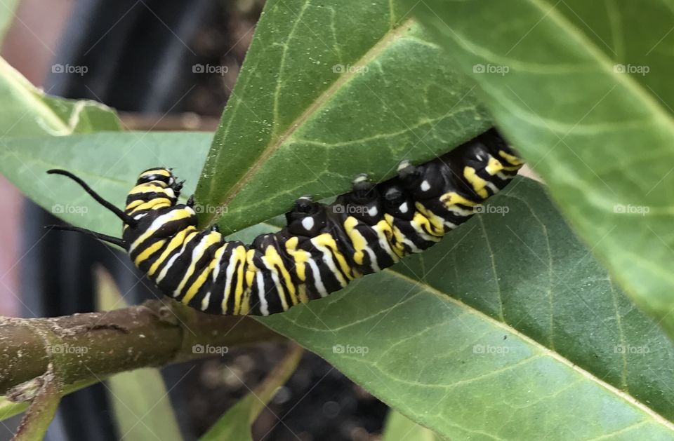 Monarch butterfly caterpillar on milkweed plant. 