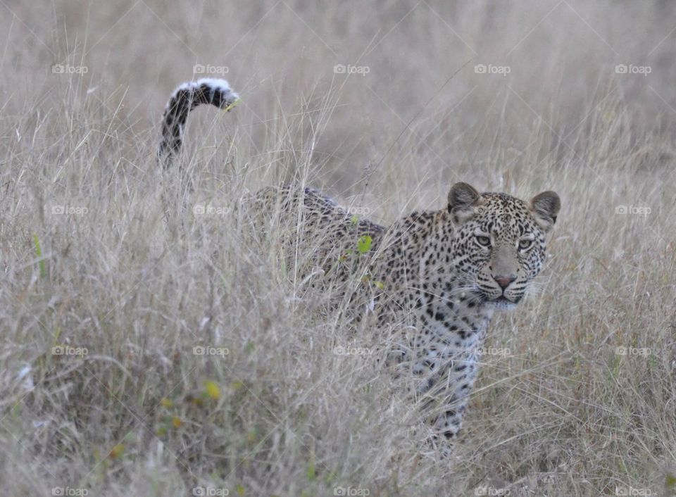 Leopard in the weeds