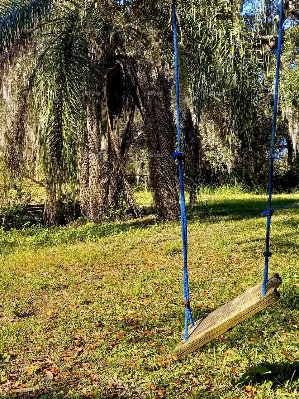 “Blue Swing” A rope swing lists in the tropical, Florida heat.