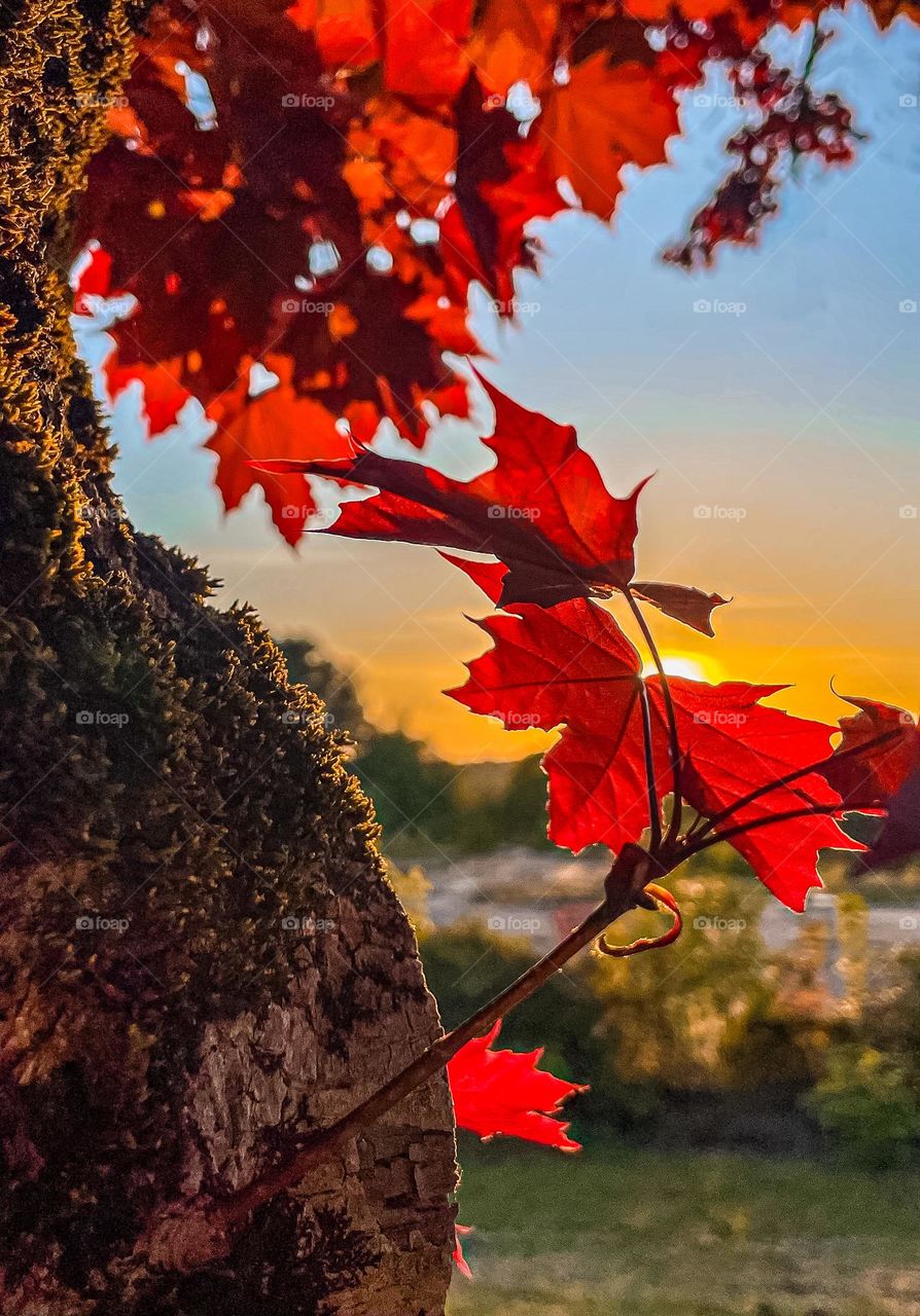 Maple Glow.  The sun sets behind the bright red leaves of a maple tree.