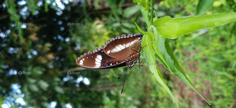 Butterfly on leaf