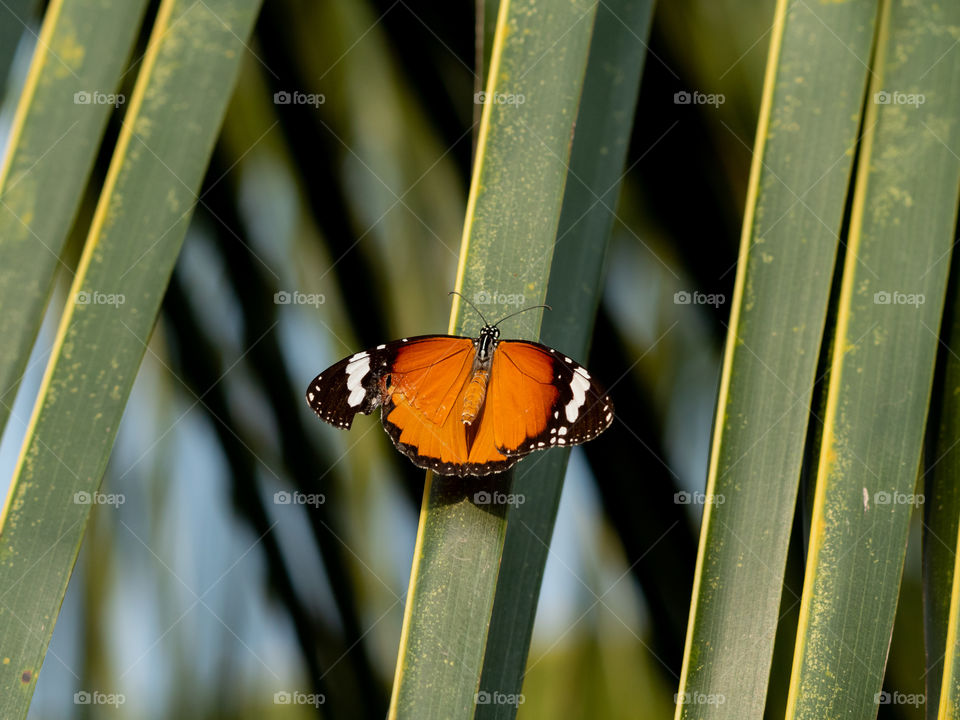 Beautiful Butterfly