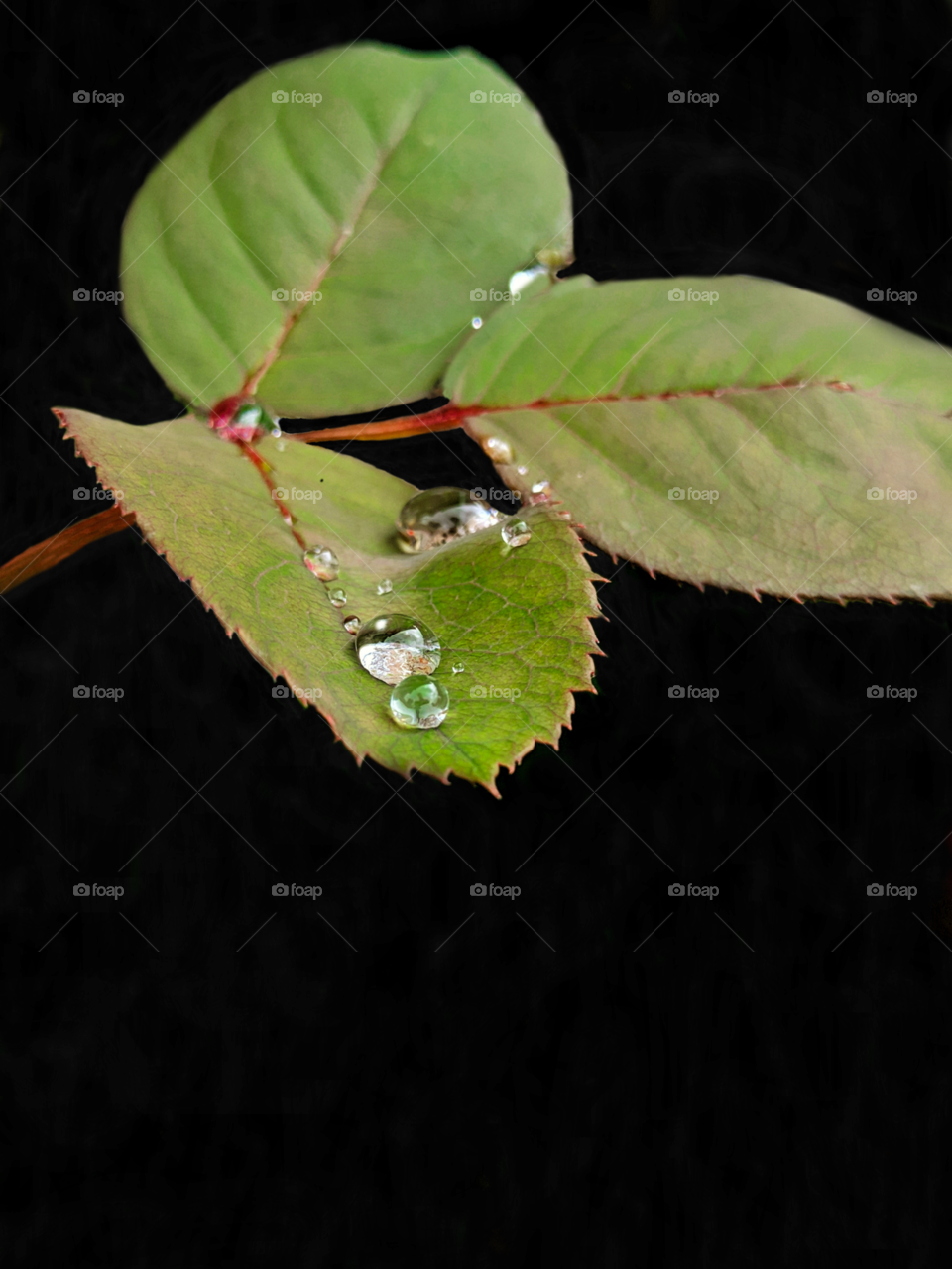 A beautiful wallpaper of a Morning dew on a leaf 🍃