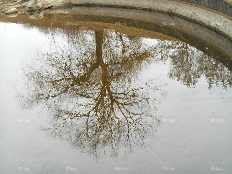 Water, No Person, Winter, Tree, Nature