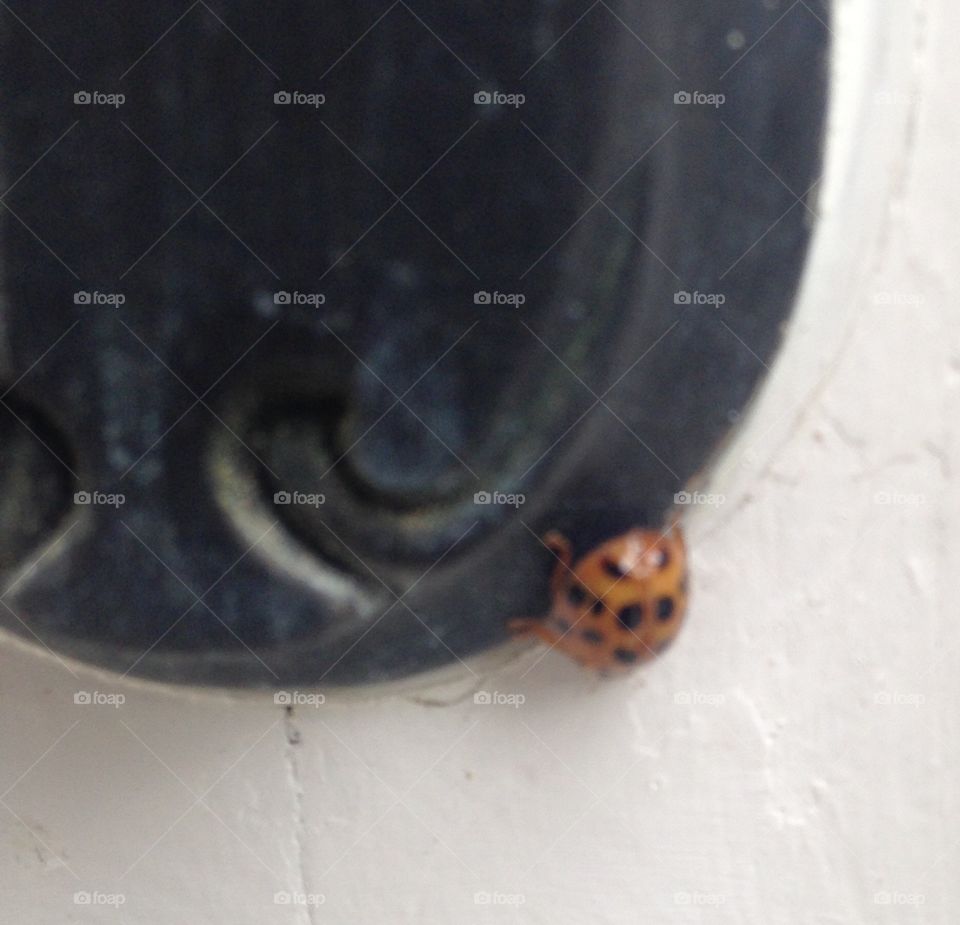 Ladybug 