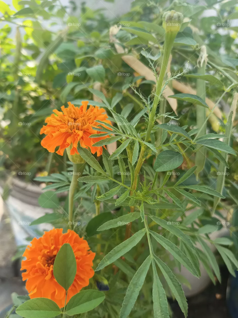Mari gold flower