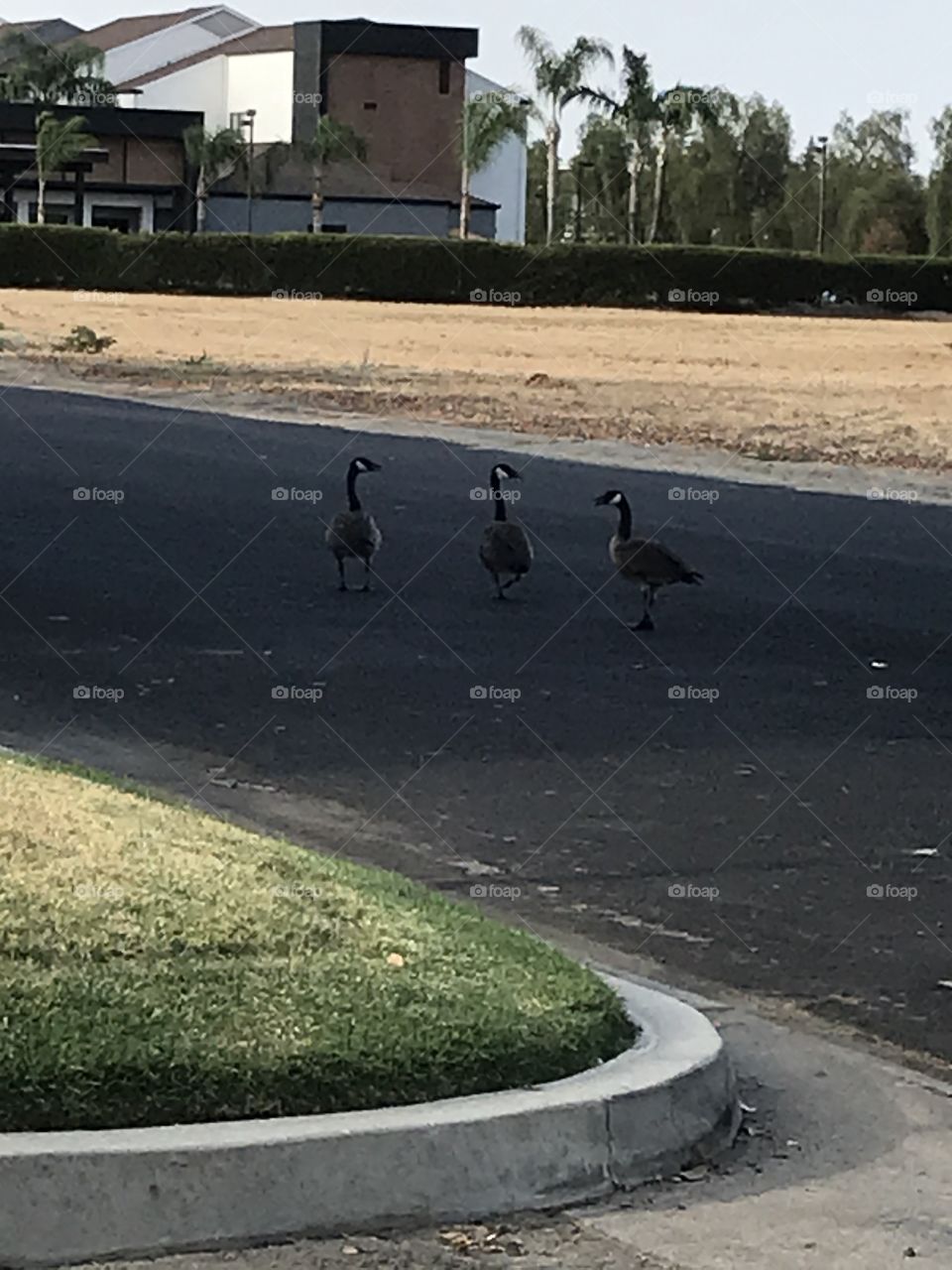 Three geese are waiting for a fourth member of their group to join them in a walk to the hotel.