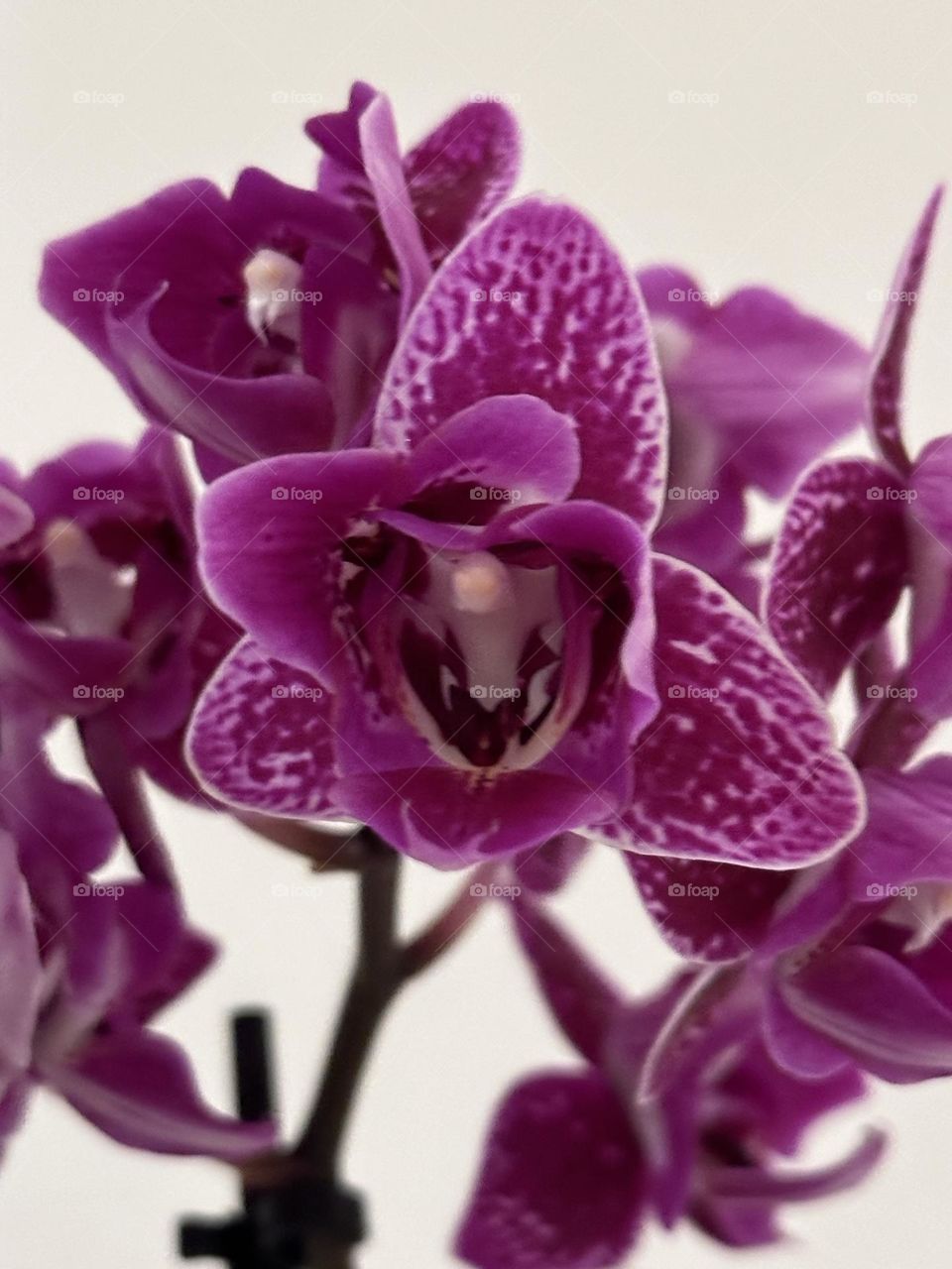 Orquídea 
