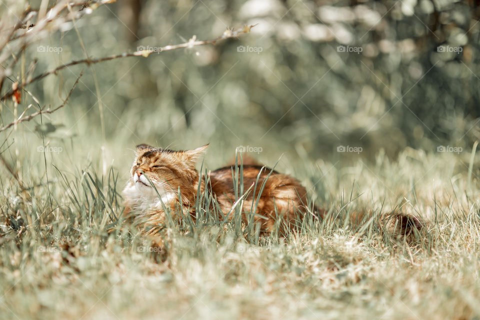 Somali cat outdoor at spring sunny day