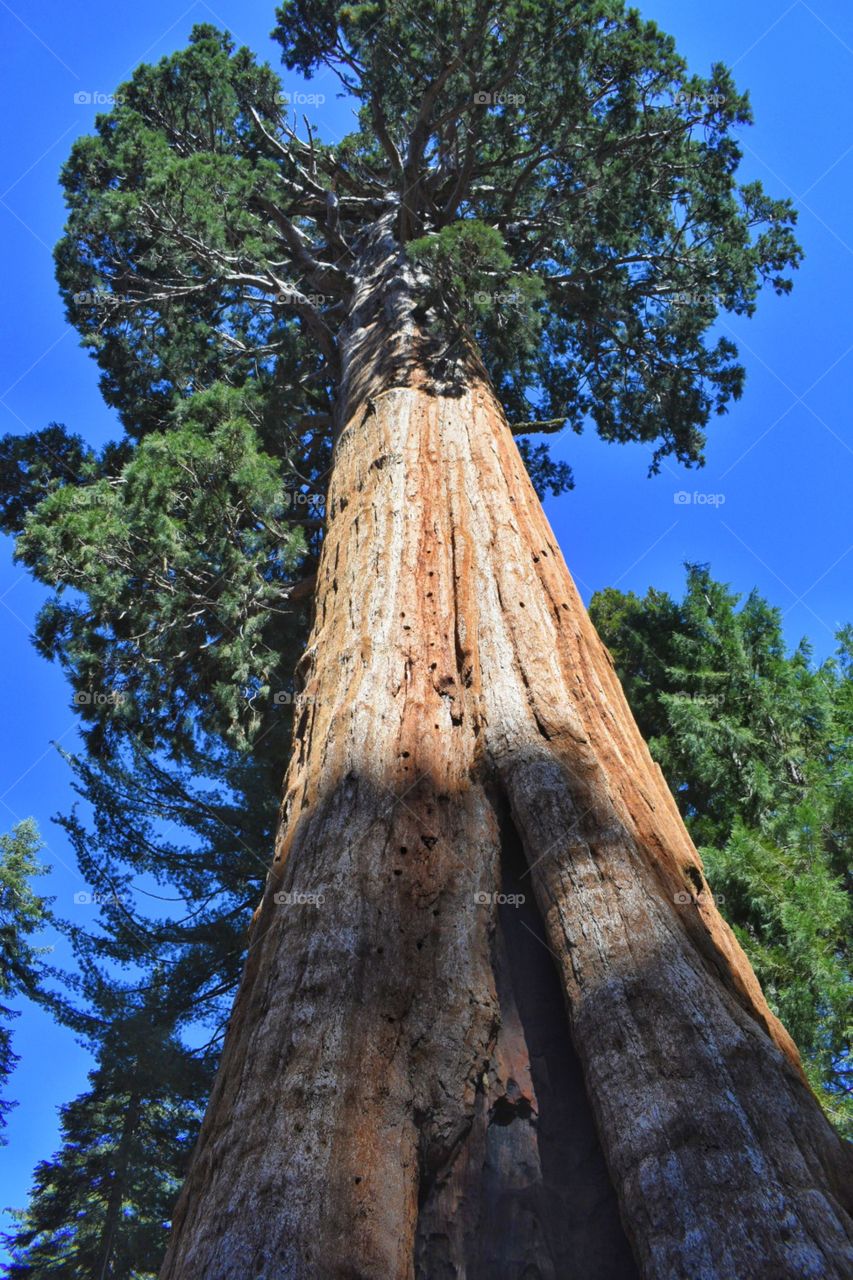 Sequoia tree 